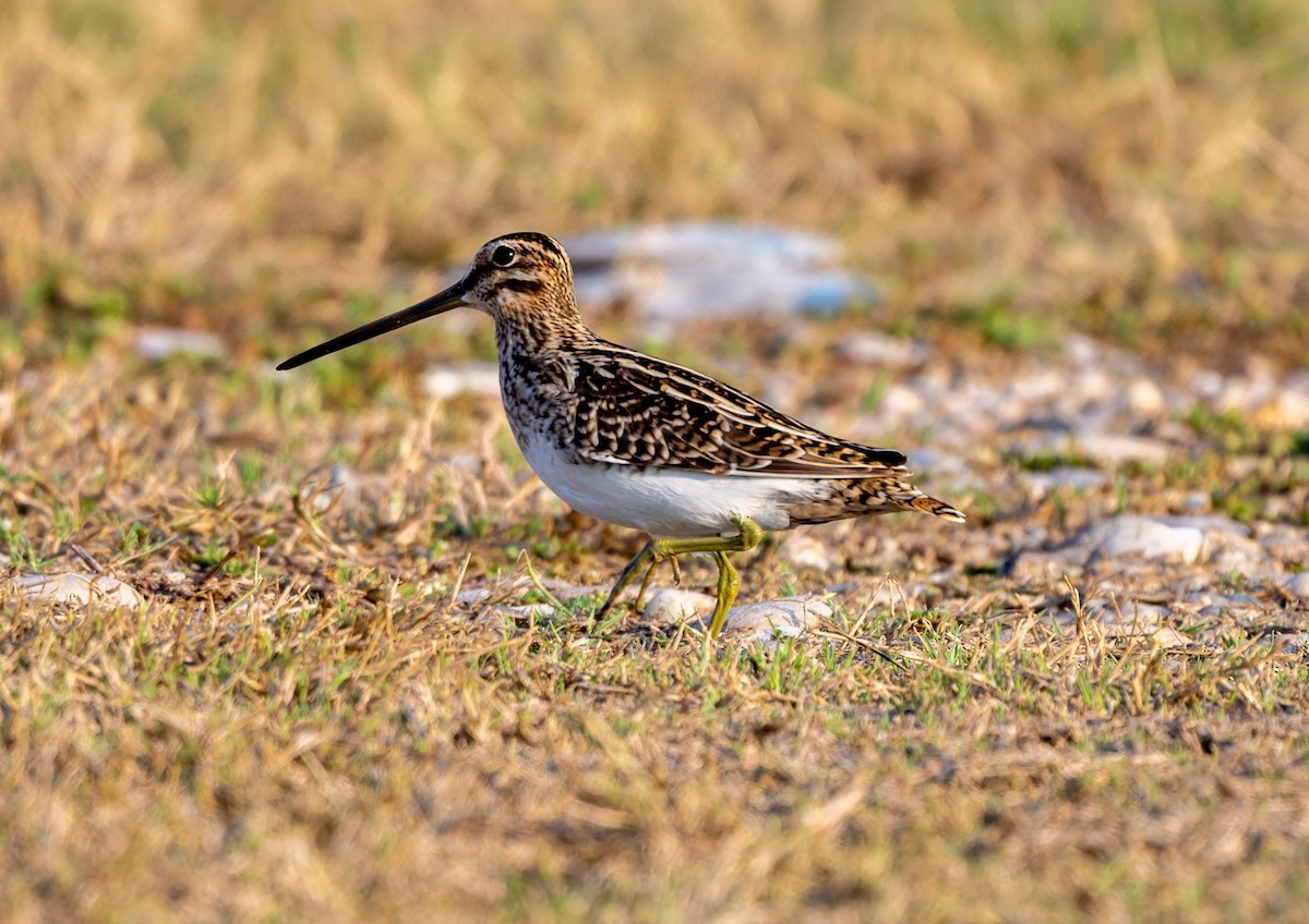 Agachadiza Común - ML645553738