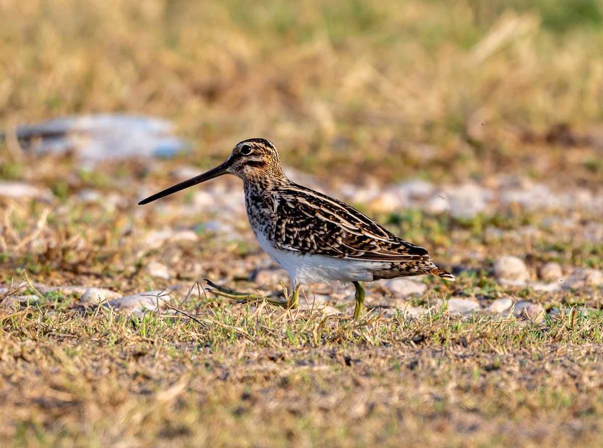 Agachadiza Común - ML645553739