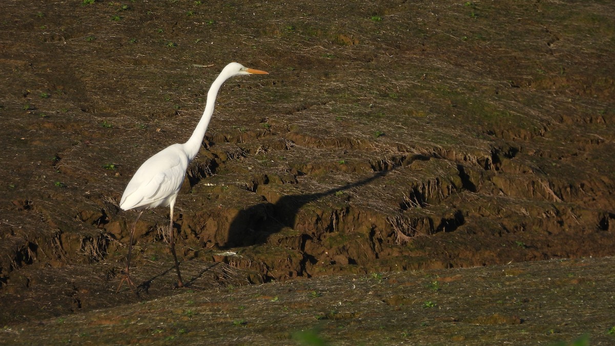 Great Egret - ML645553763