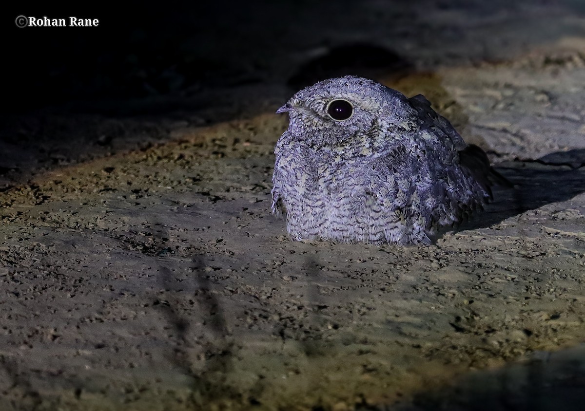 Sykes's Nightjar - ML645553765