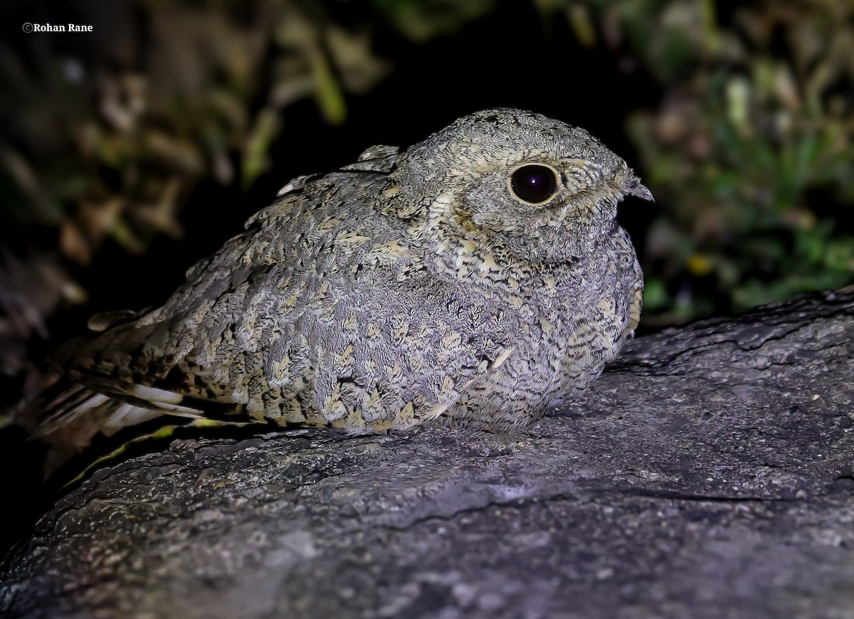 Sykes's Nightjar - ML645553766