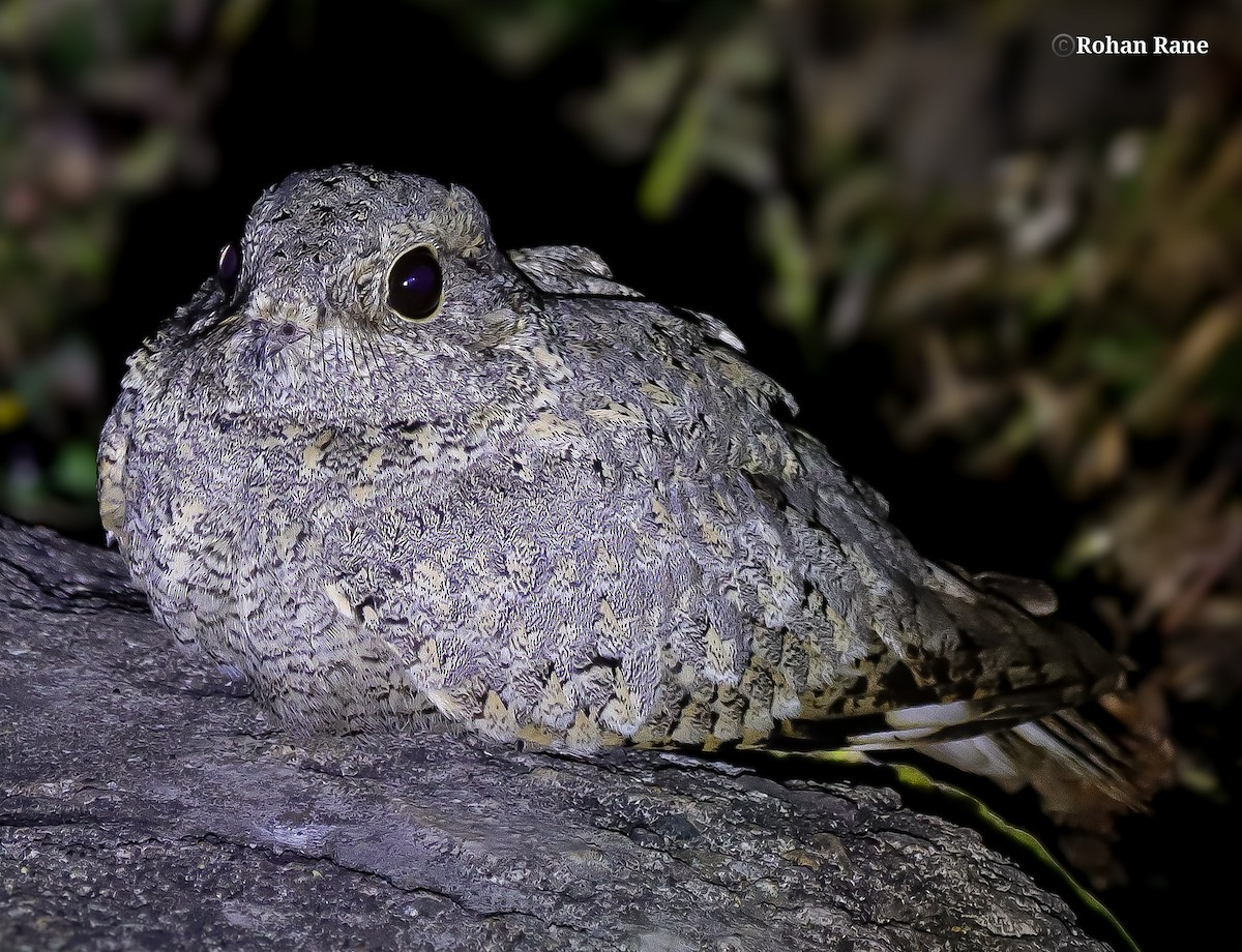 Sykes's Nightjar - ML645553767