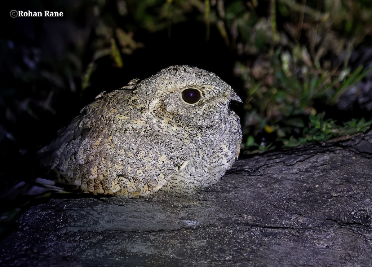 Sykes's Nightjar - ML645553768