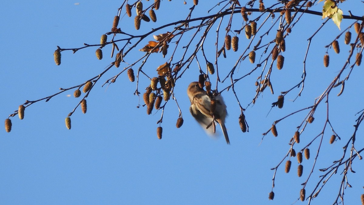 Redpoll (Lesser) - ML645553777