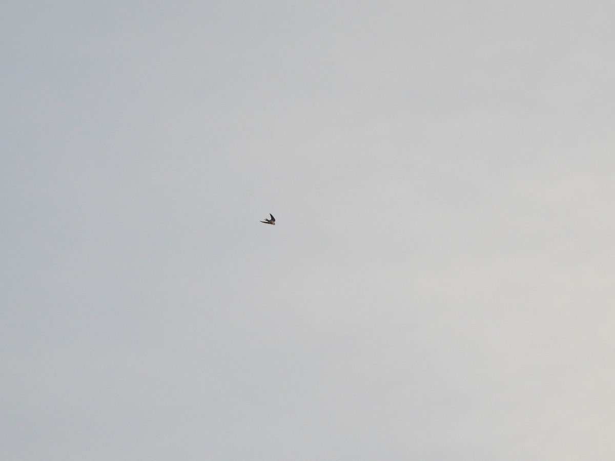 Ластівка сільська - ML645553786