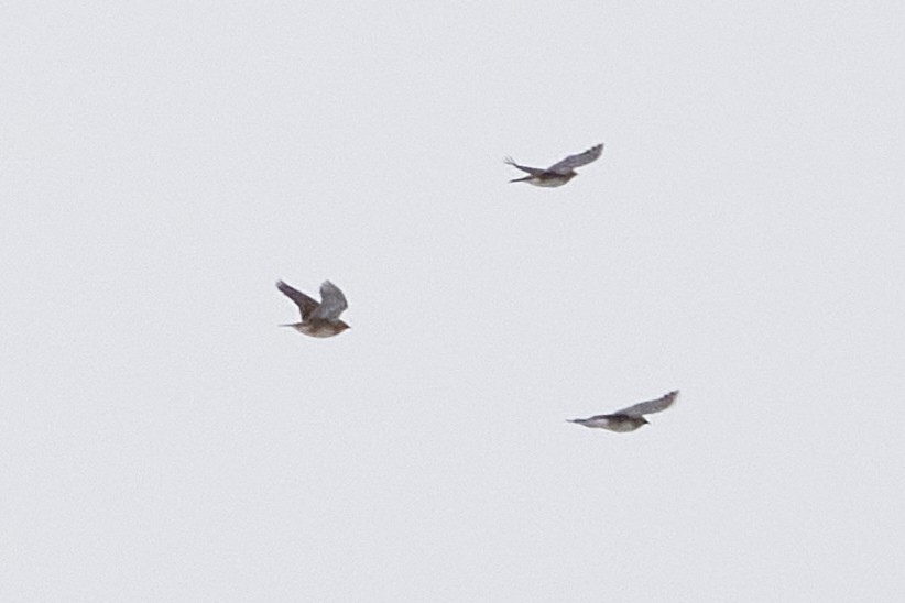 Alondra Cornuda - ML645553789