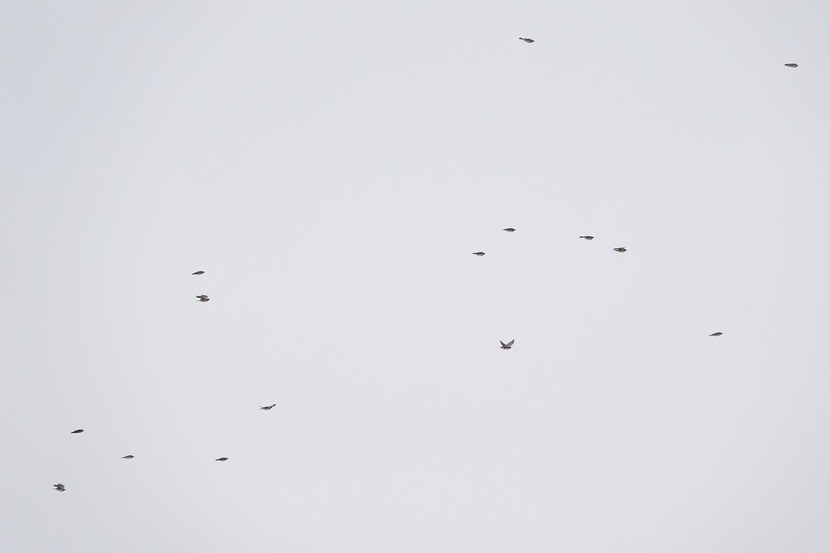 Alondra Cornuda - ML645553790