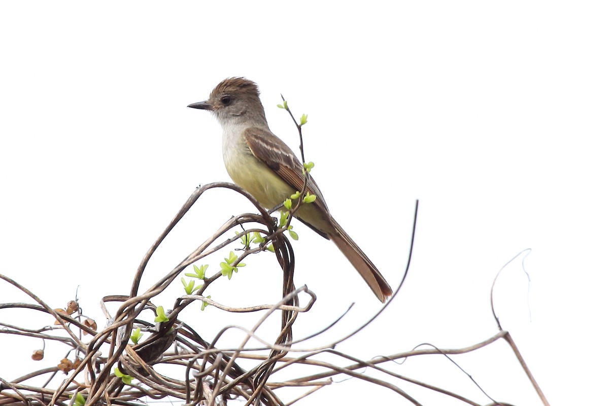 Nutting's Flycatcher - ML645553791