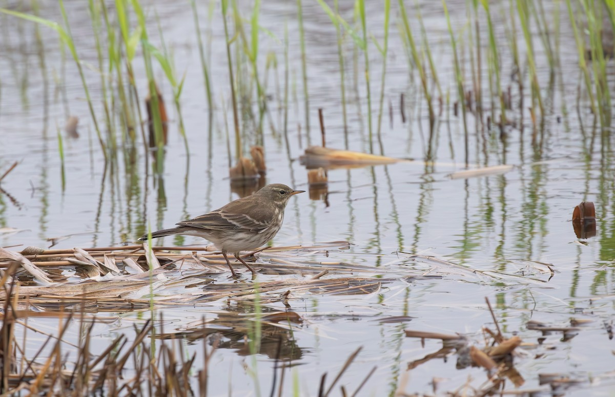 Water Pipit - ML645553796