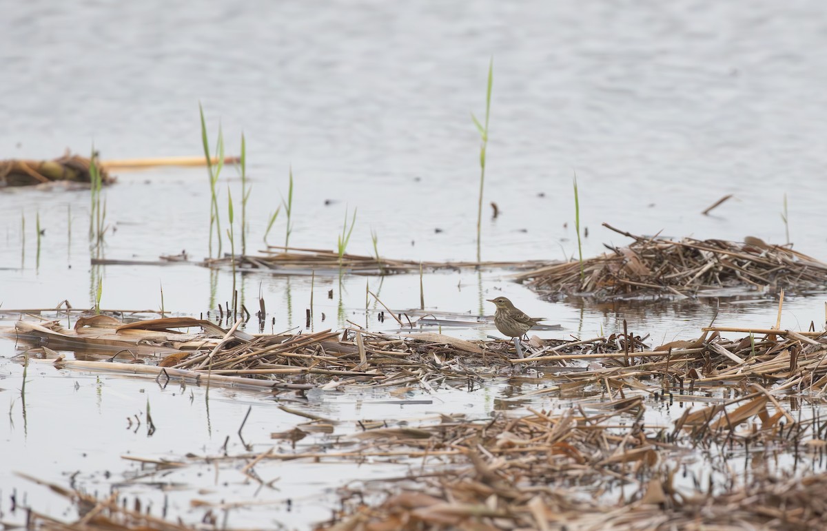 Water Pipit - ML645553797