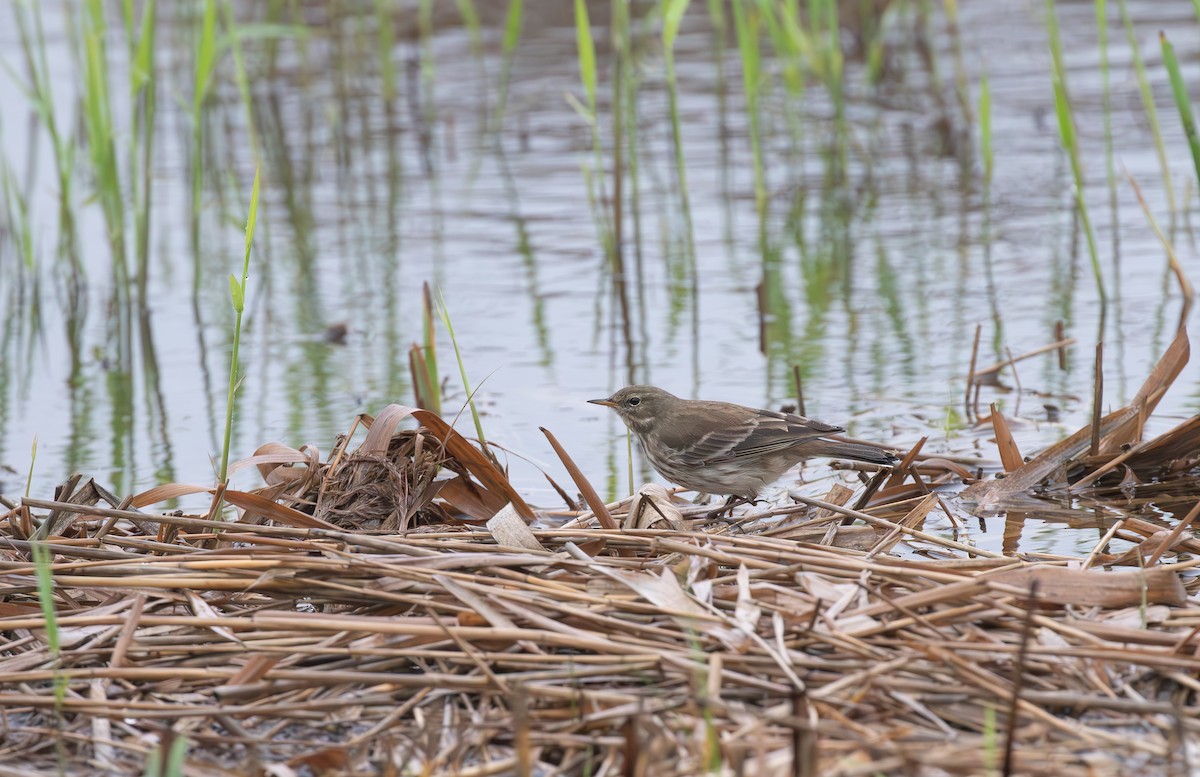 Water Pipit - ML645553798