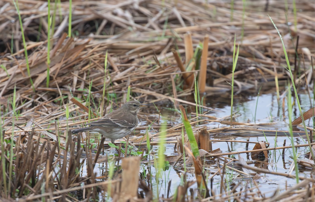 Water Pipit - ML645553799