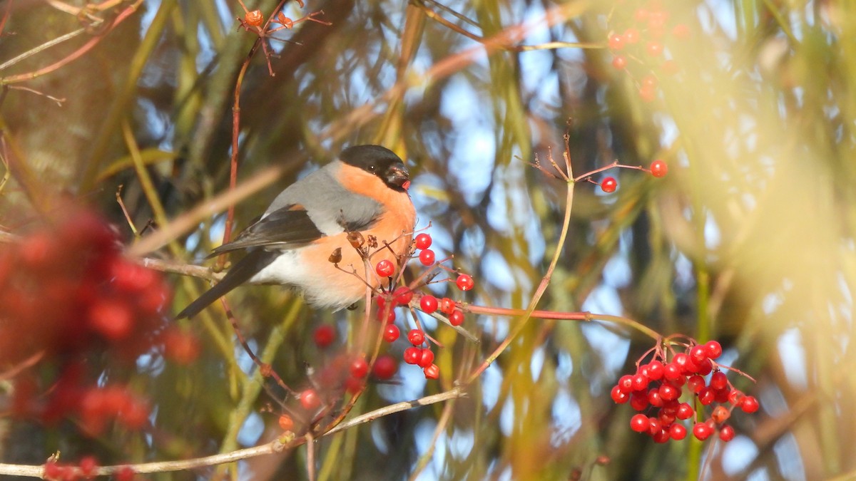 Eurasian Bullfinch - ML645553800