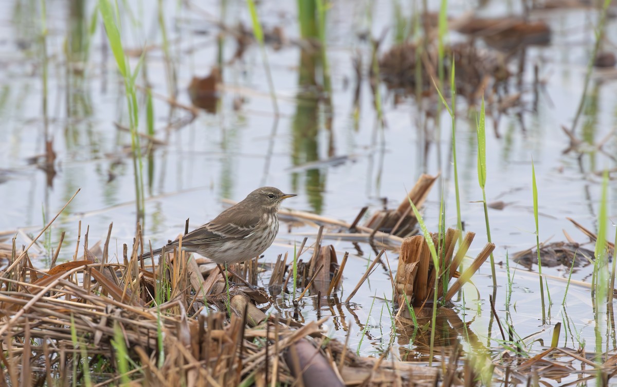 Water Pipit - ML645553801