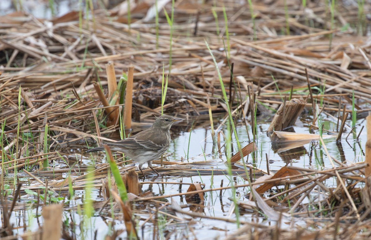 Water Pipit - ML645553802