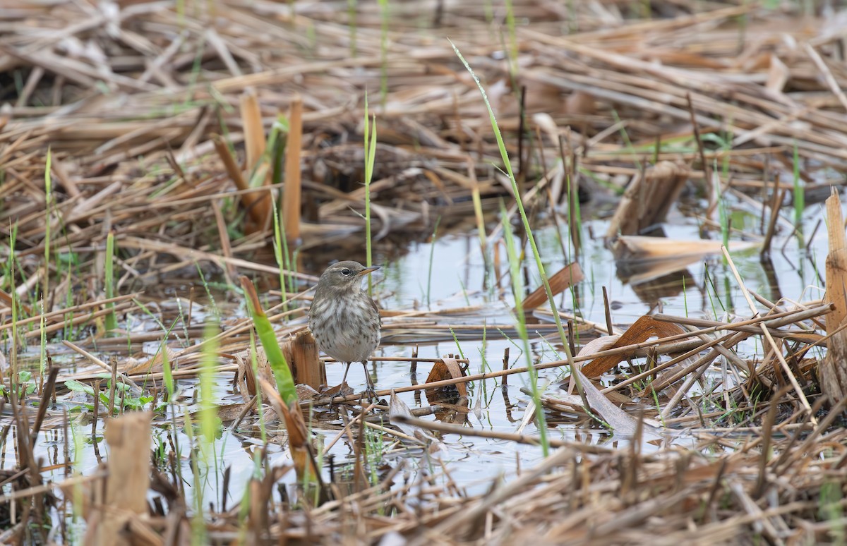 Water Pipit - ML645553803