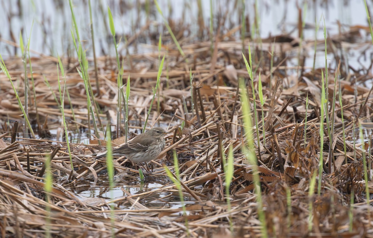 Water Pipit - ML645553804
