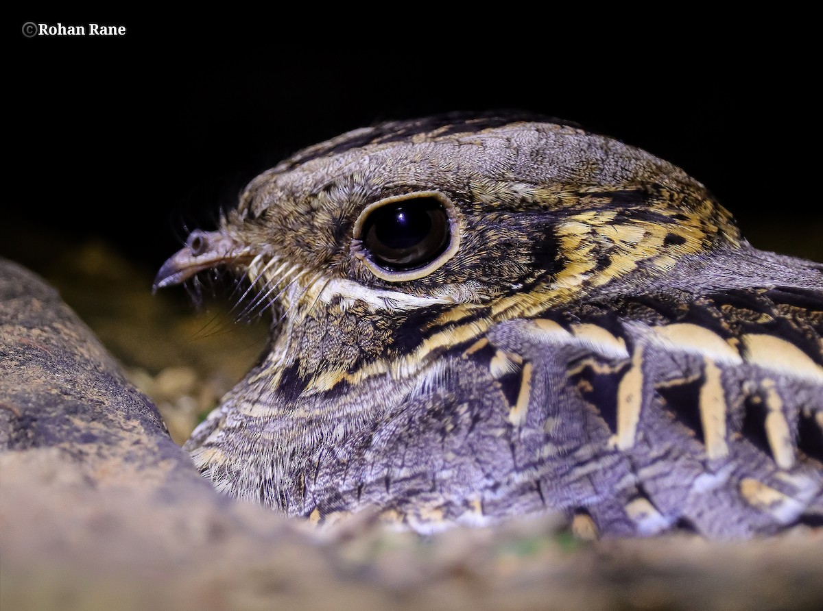 Chotacabras Hindú - ML645553808