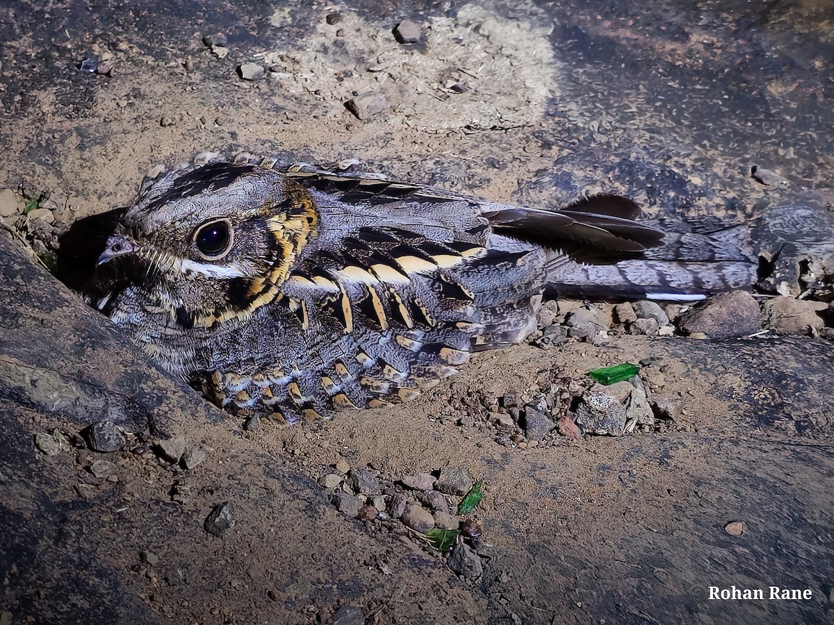 Chotacabras Hindú - ML645553809