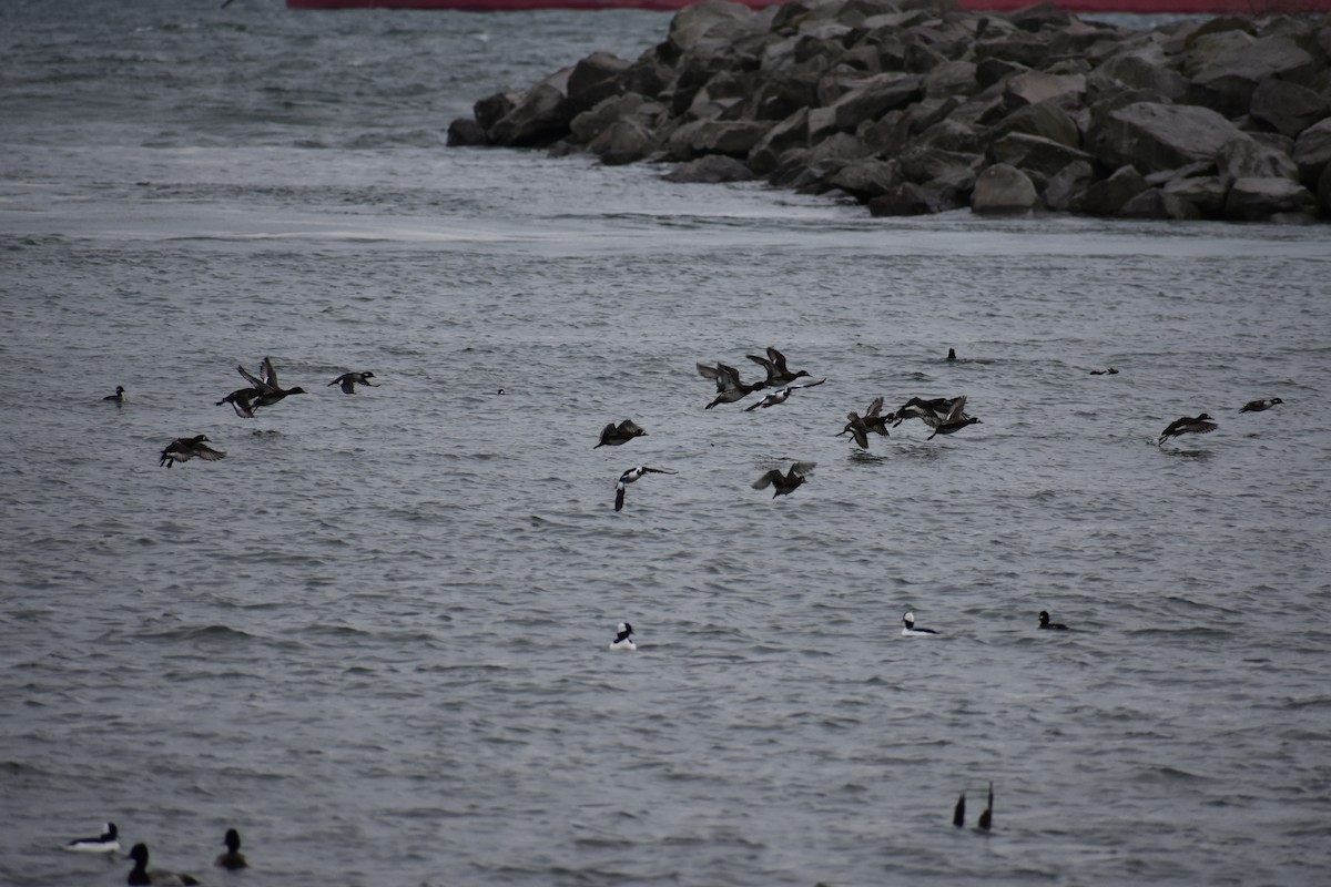 Lesser Scaup - ML645553813