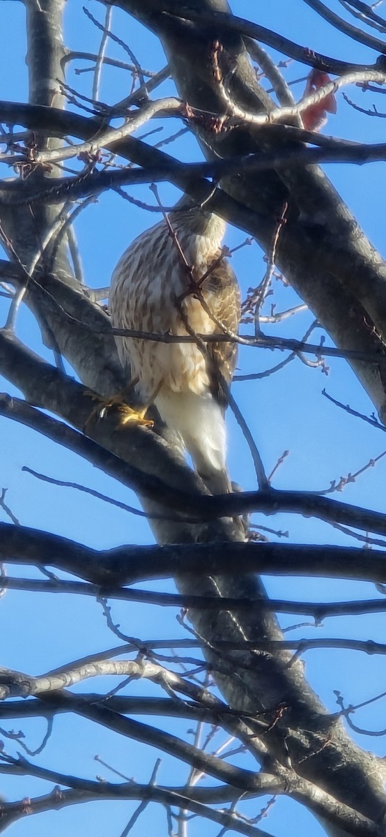 Sharp-shinned Hawk - ML645553815