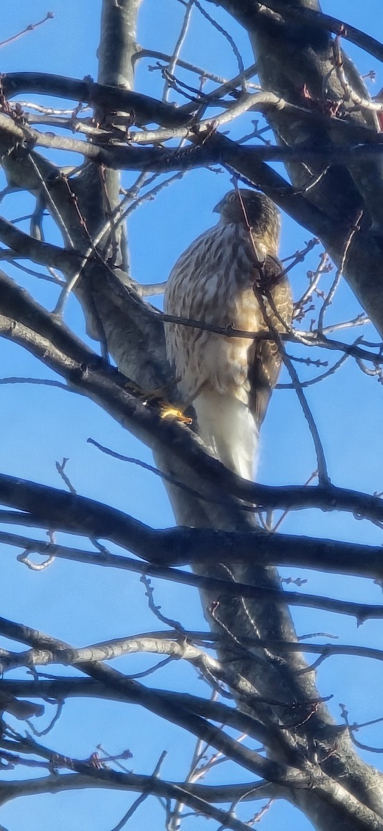 Sharp-shinned Hawk - ML645553816