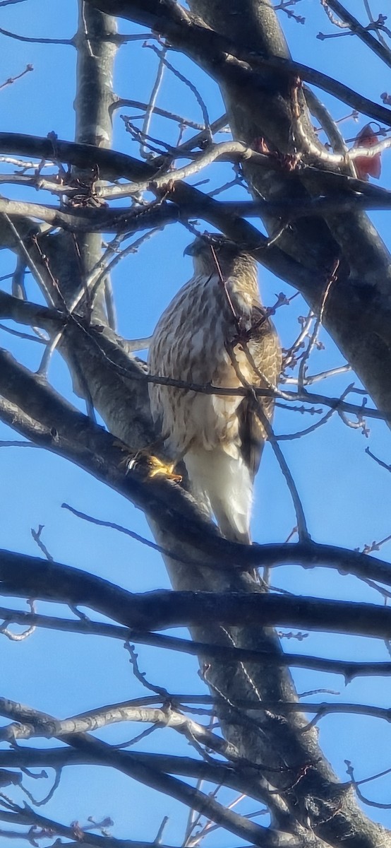 Sharp-shinned Hawk - ML645553817