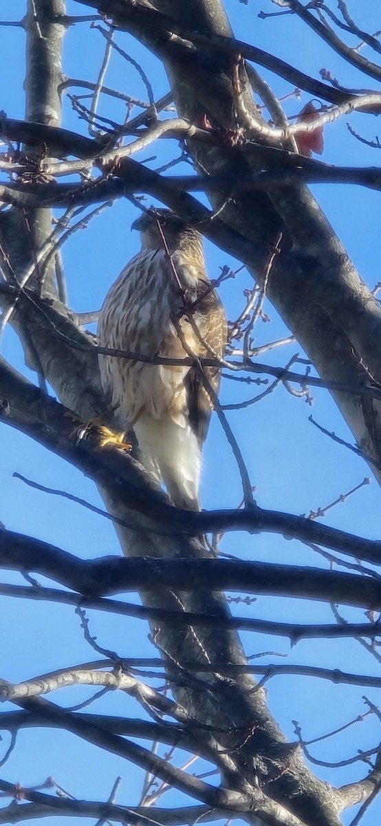Sharp-shinned Hawk - ML645553818