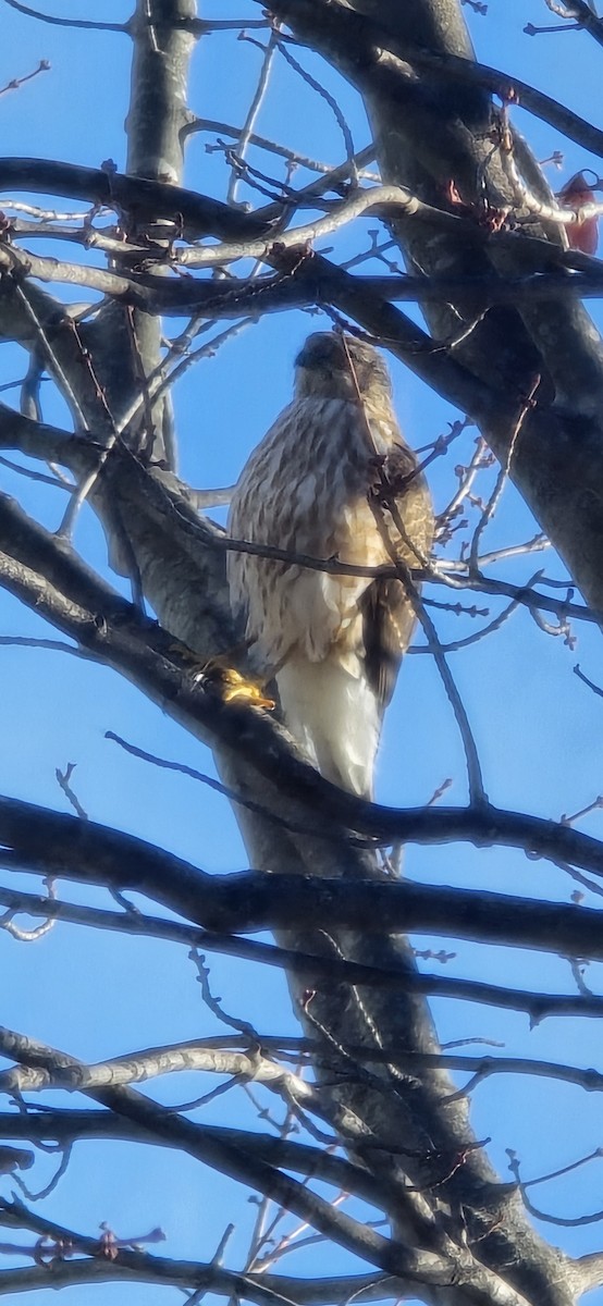 Sharp-shinned Hawk - ML645553819