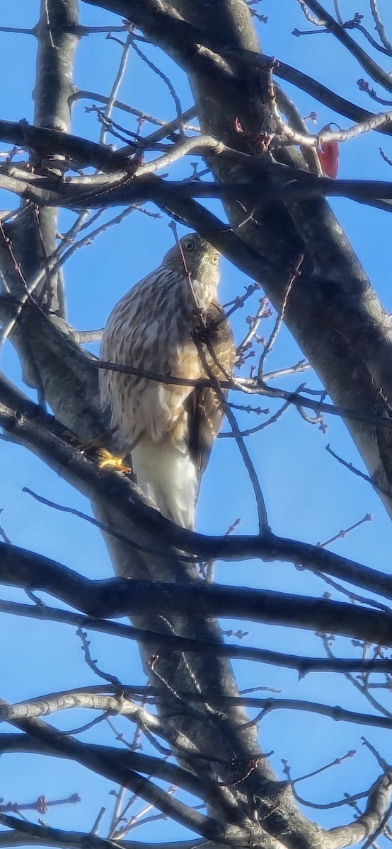 Sharp-shinned Hawk - ML645553820