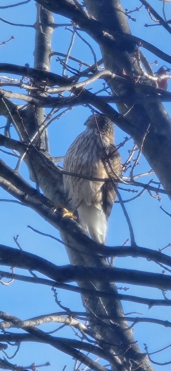 Sharp-shinned Hawk - ML645553821
