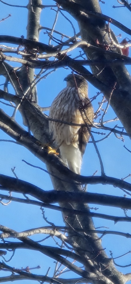 Sharp-shinned Hawk - ML645553822