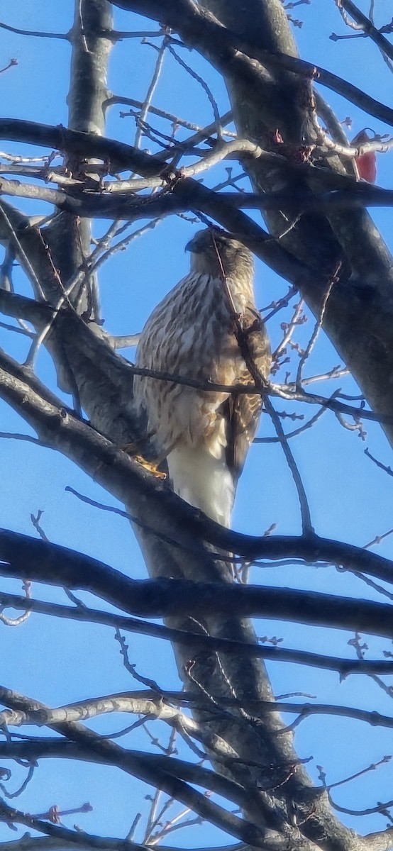 Sharp-shinned Hawk - ML645553823