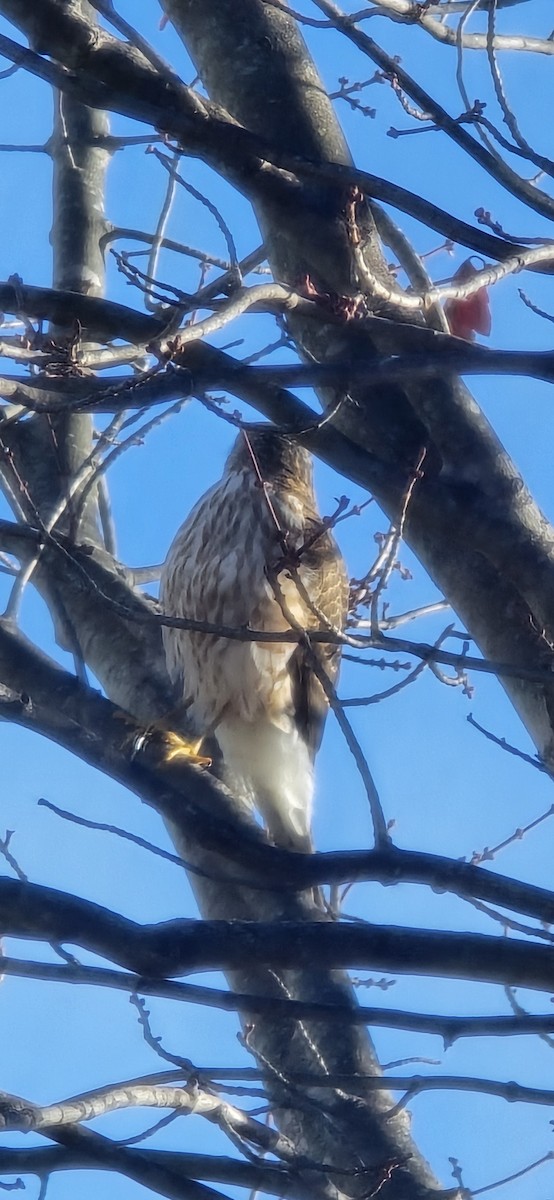 Sharp-shinned Hawk - ML645553824