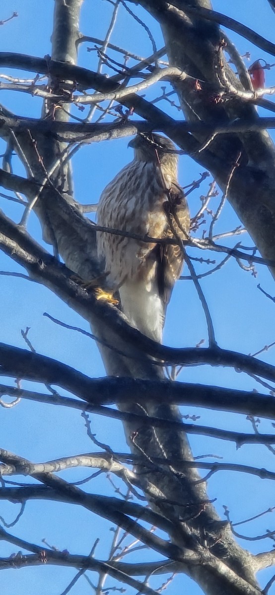 Sharp-shinned Hawk - ML645553825
