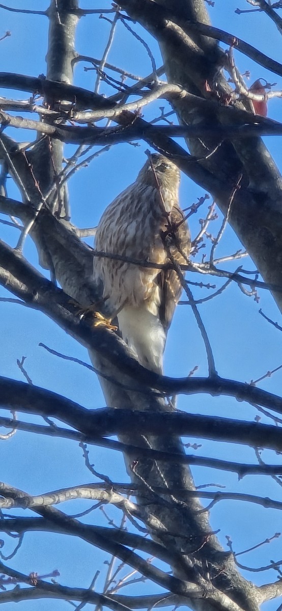 Sharp-shinned Hawk - ML645553826