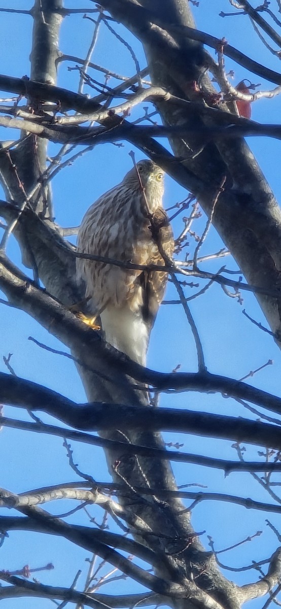 Sharp-shinned Hawk - ML645553827