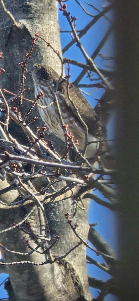 Sharp-shinned Hawk - ML645553828