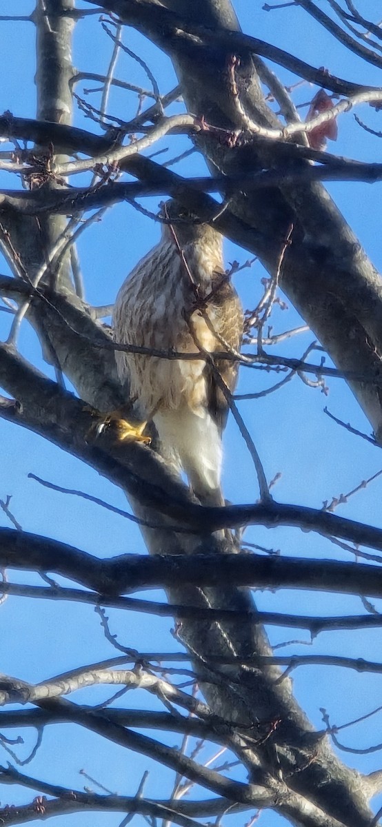 Sharp-shinned Hawk - ML645553829