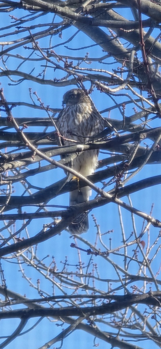 Sharp-shinned Hawk - ML645553830