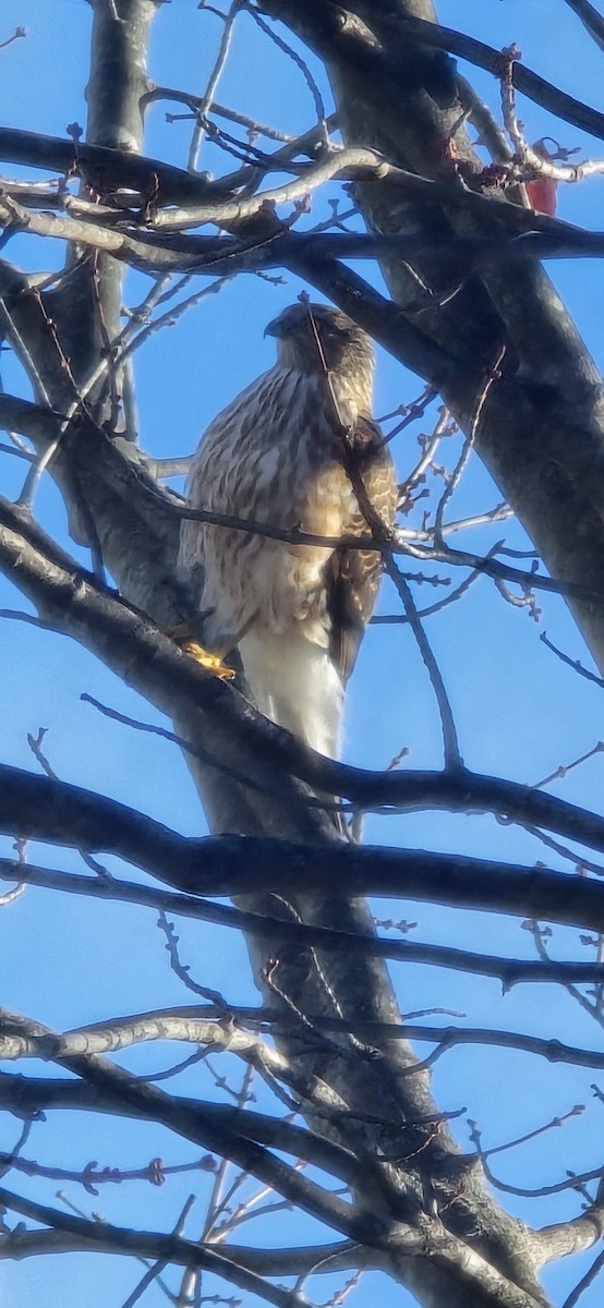 Sharp-shinned Hawk - ML645553831