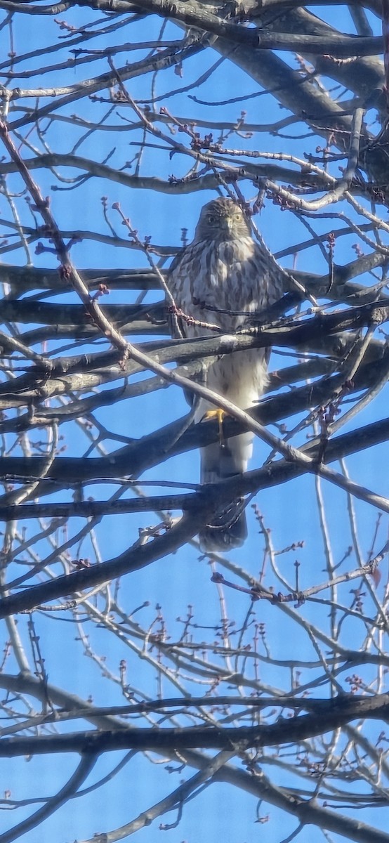 Sharp-shinned Hawk - ML645553832