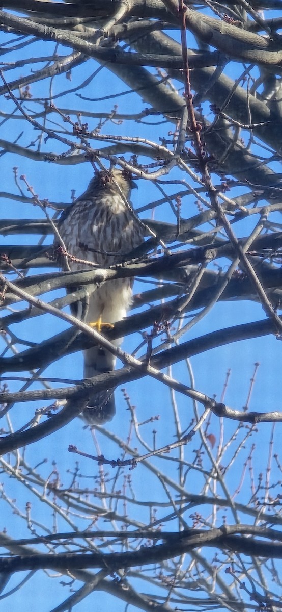 Sharp-shinned Hawk - ML645553833