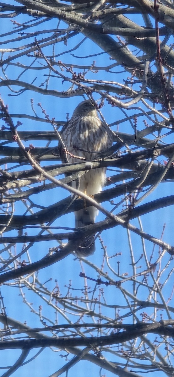 Sharp-shinned Hawk - ML645553834