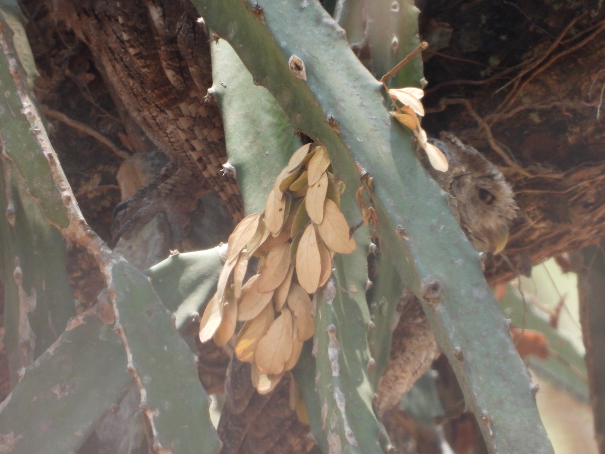 Pacific Screech-Owl - ML645553846