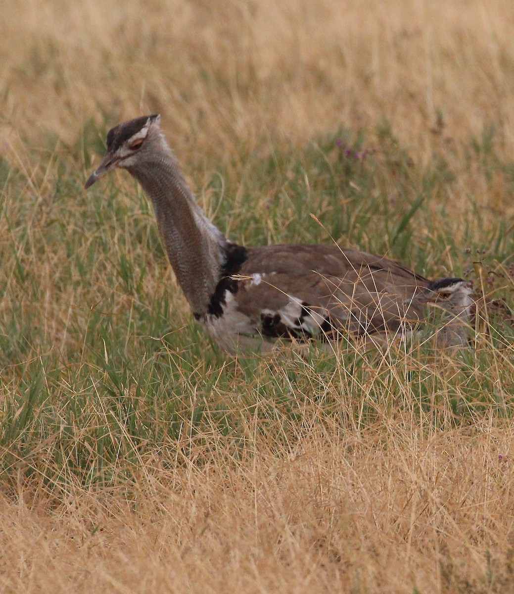Kori Bustard - ML645553850