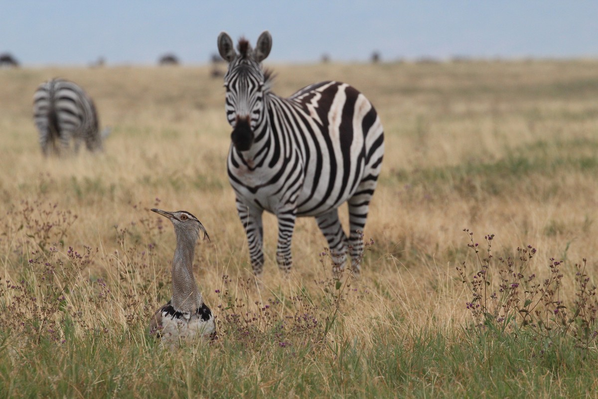 Kori Bustard - ML645553851