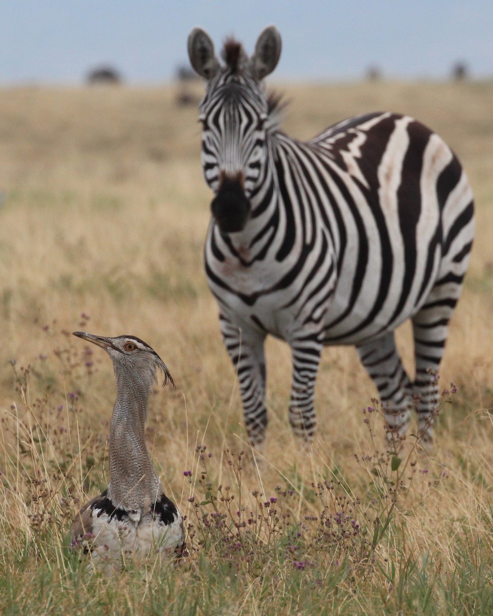 Kori Bustard - ML645553852