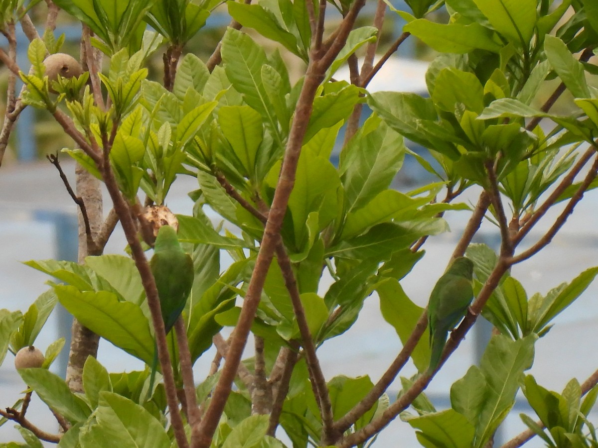 Plain Parakeet - ML645553856