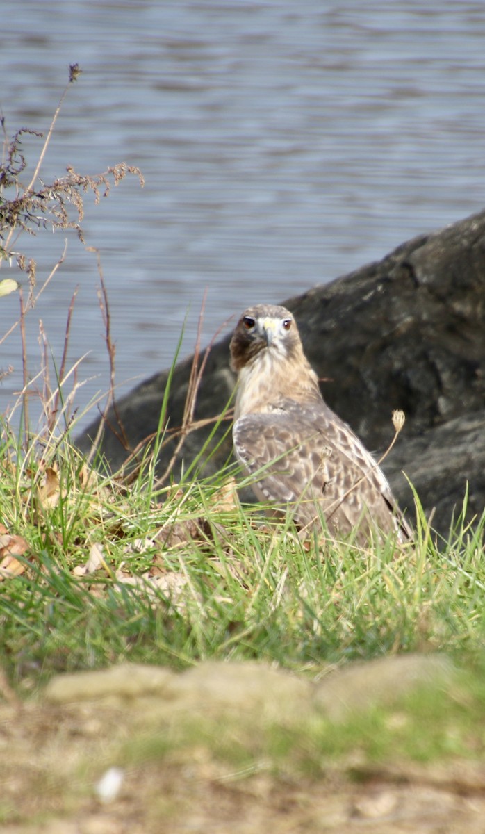 Red-tailed Hawk - ML645553859